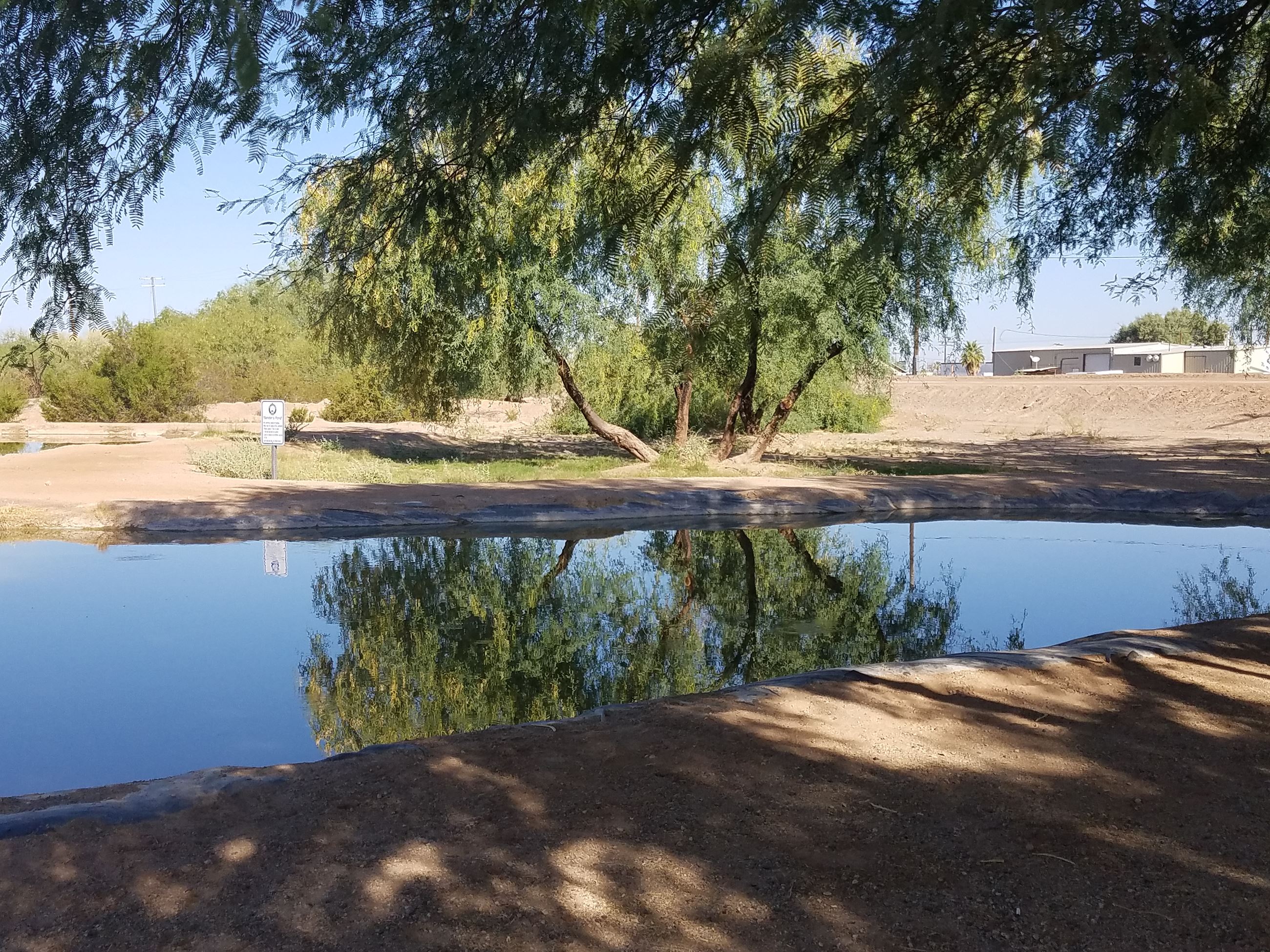 Morning under the mesquite tree at Gila Bend's Bender's Pond